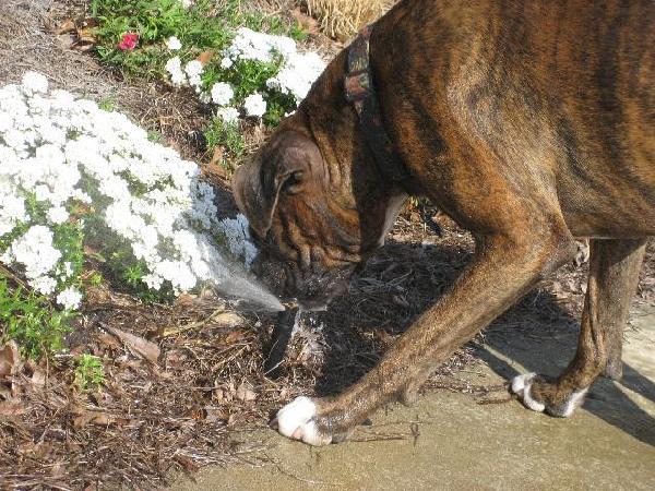 Autry attacking the sprinkler