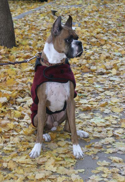 Autumn Leaves