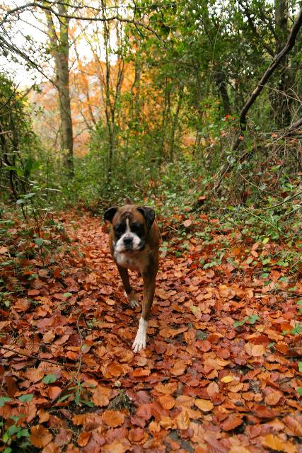 Autumn's here