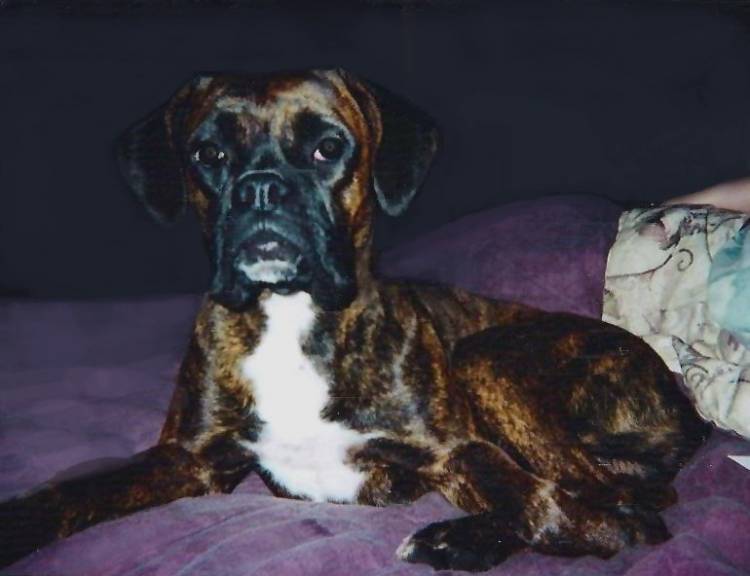 Ava