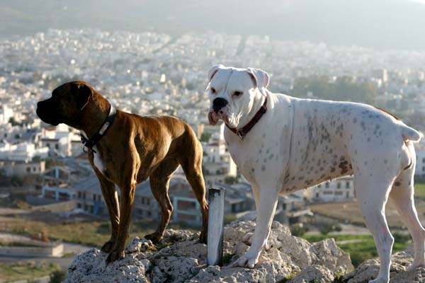 Avra and Gilda