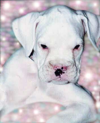 Avra at 8 weeks