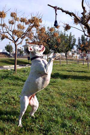 Avra jumping