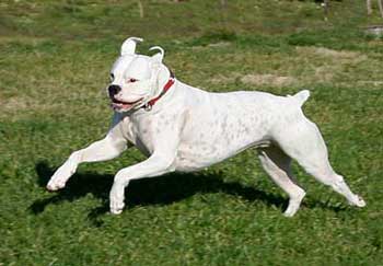 Avra Jumping