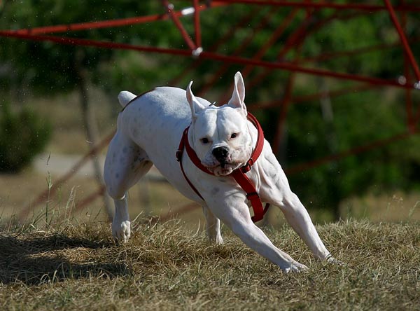 Avra running full speed