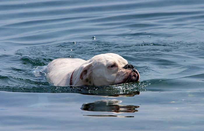 Avra swimming