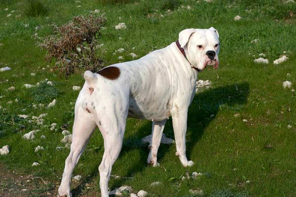 Avra