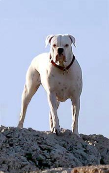 AVRA