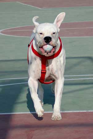 Avra