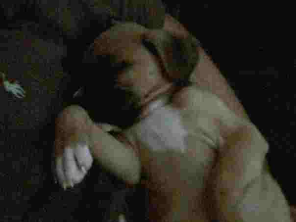 aw I miss her being a puppy