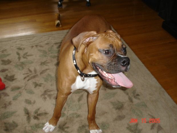 Awesome dog!