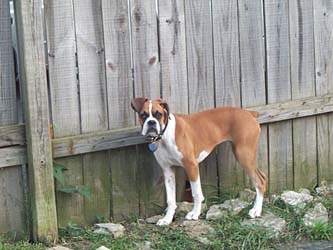 Awesome_Dog