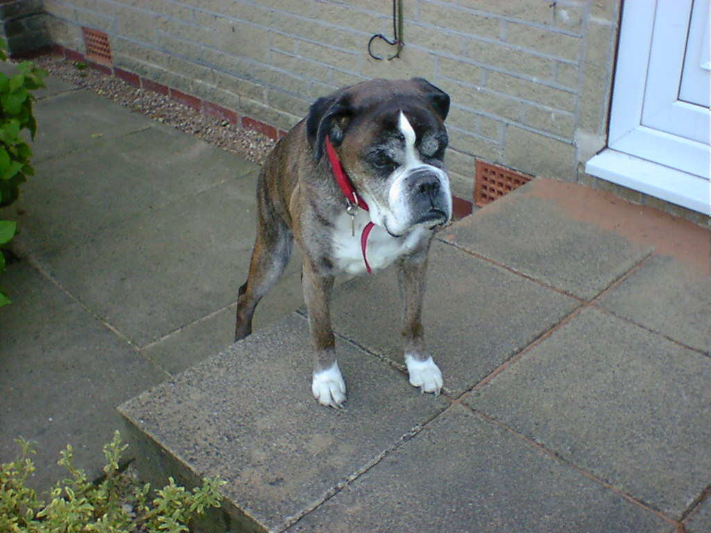 aww please let me in