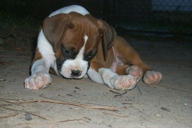 awww_puppy