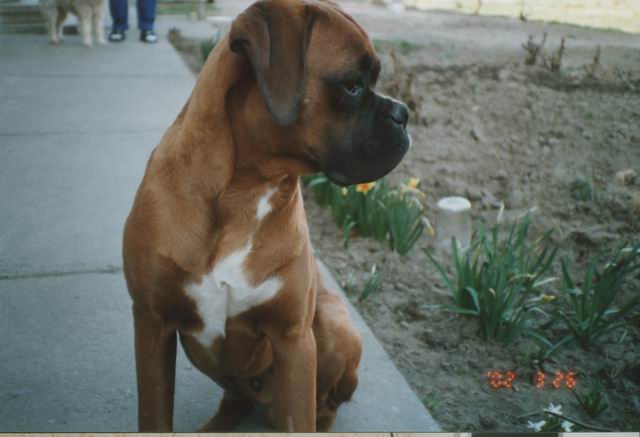 Axel 7 months old