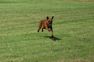 Axel at play