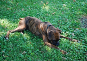 Axel having a rest after play time