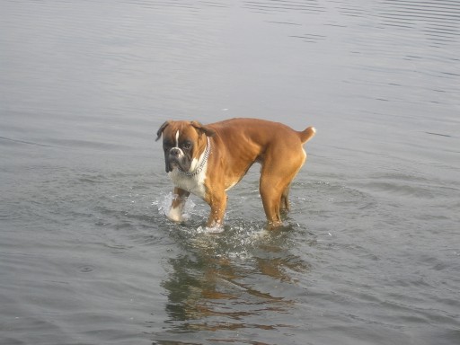Axel in the water