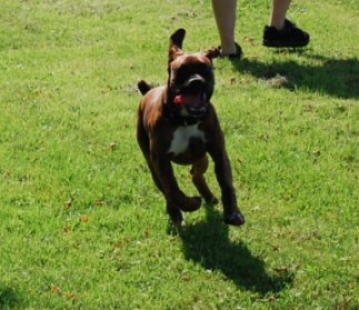 Axel on the run..