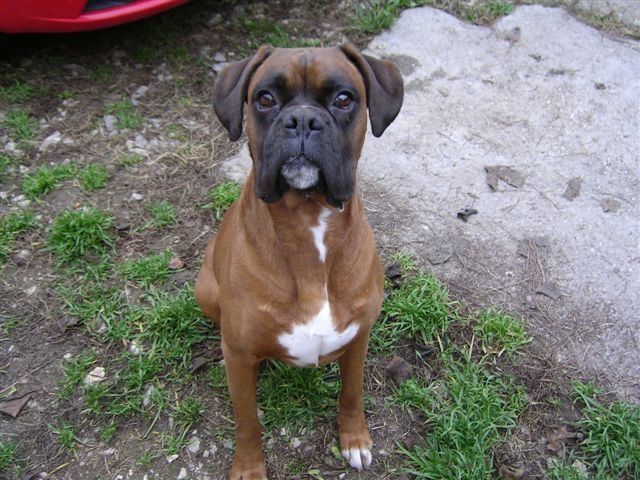 Axel