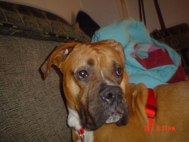 Axel