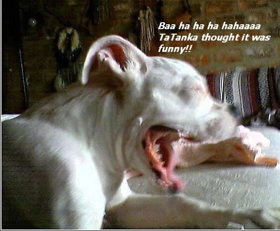 Ba_ha_ha_ha
