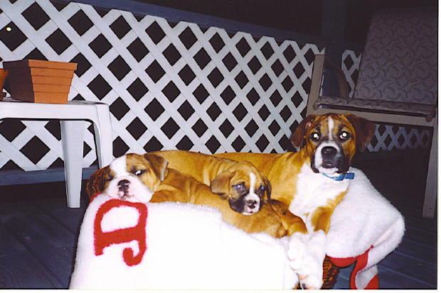 Babies in basket