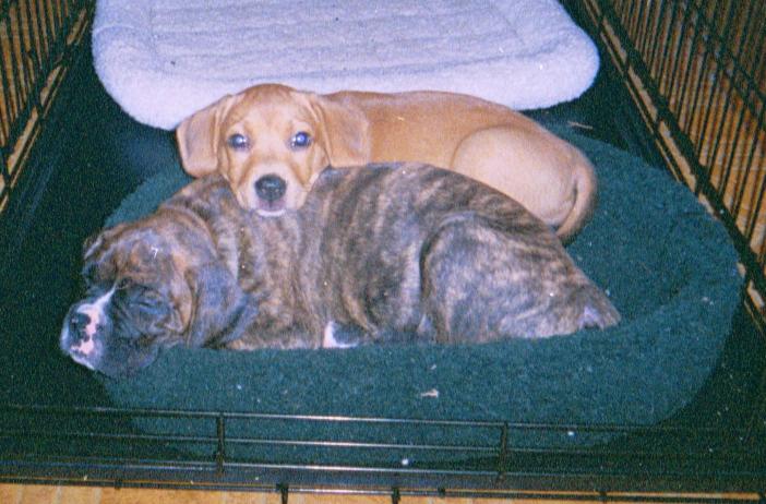 Babies in the Bed