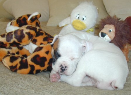 Babies