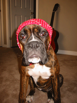 Babushka boxer
