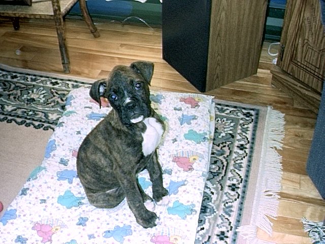 baby abbey
