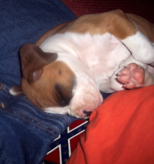 BABY  AKHILLES