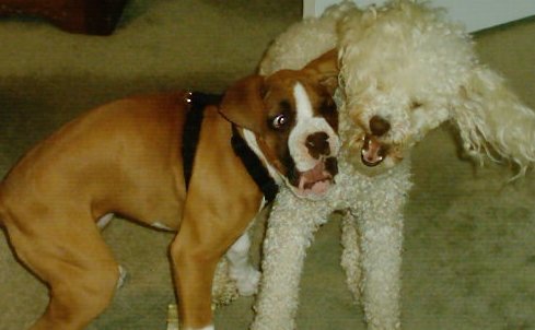 Baby Ali & her big brother Bailey