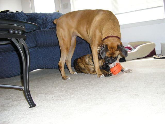 Baby and BJ playing
