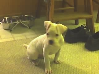 Baby Bardi 1st picture.