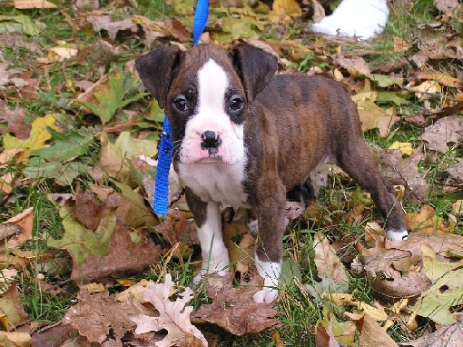 Baby Baron