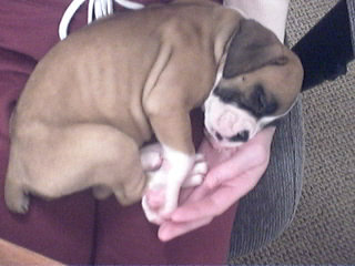 Baby Bella in 2005.