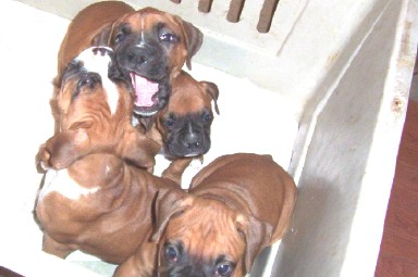 baby Bella w/ sister & brothers