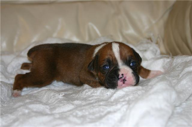 Baby Bella