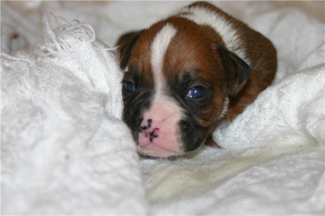Baby Bella