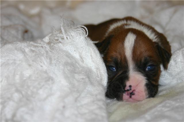 Baby Bella