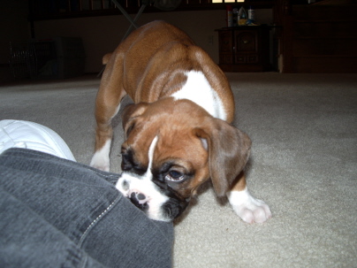 baby Biggie