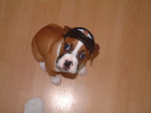 Baby Biker Flexx