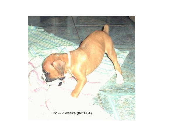 Baby Bo