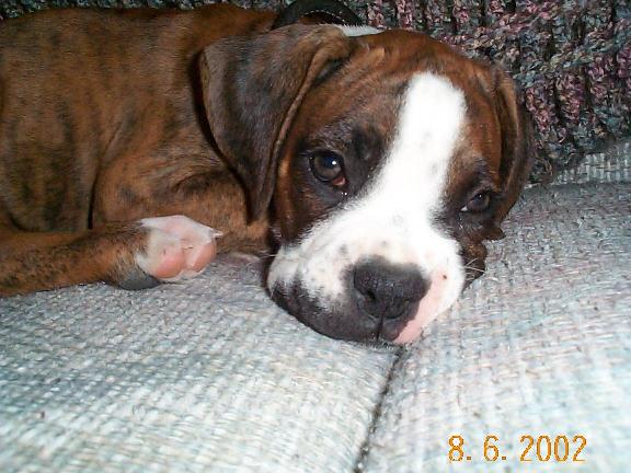 Baby Bodie