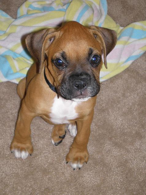 Baby Boston