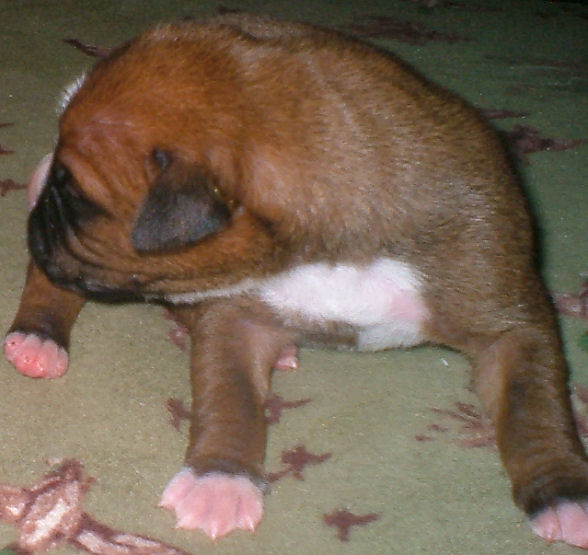 Baby Boxer