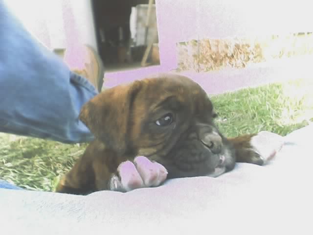 Baby Brindi