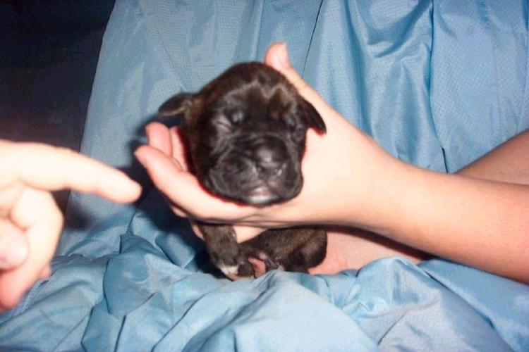Baby Brindle Boy!
