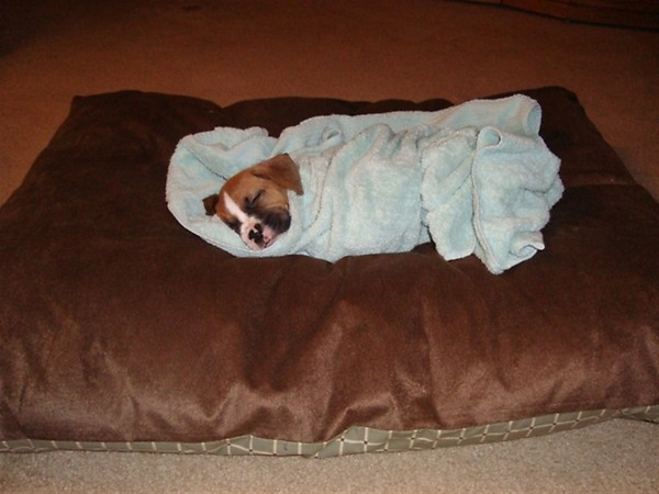 Baby Bruno After his Bath